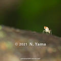 写真: yamanao999_insect2021_130