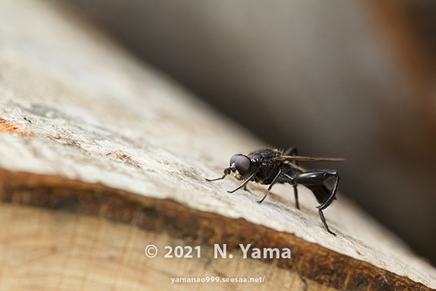 yamanao999_insect2021_123