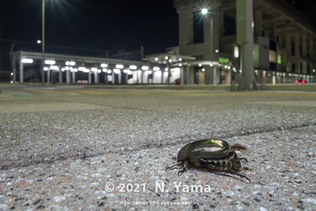 yamanao999_insect2021_178