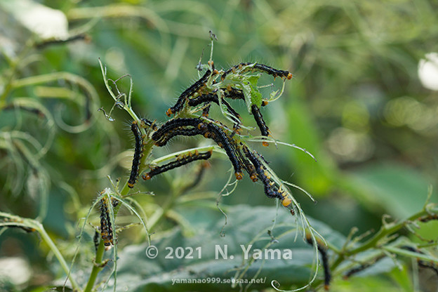 写真: yamanao999_insect2021_184