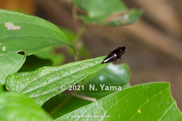 写真: yamanao999_insect2021_225