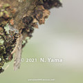 写真: yamanao999_insect2021_242