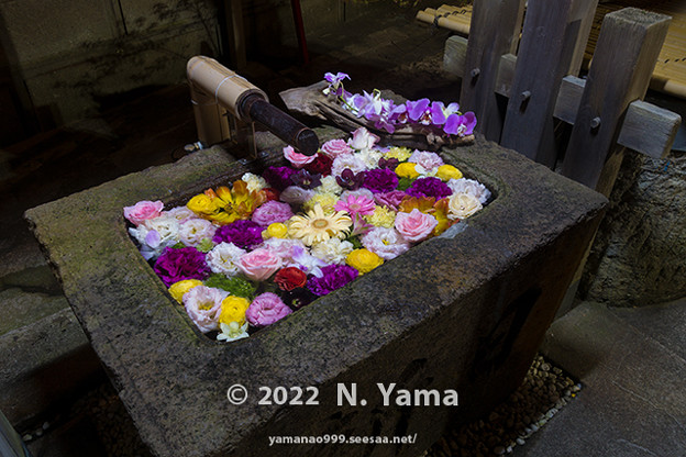 写真: 2022年4月5日、浅野川稲荷神社