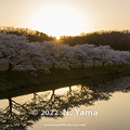 写真: 2022年4月9日、梯川桜景色