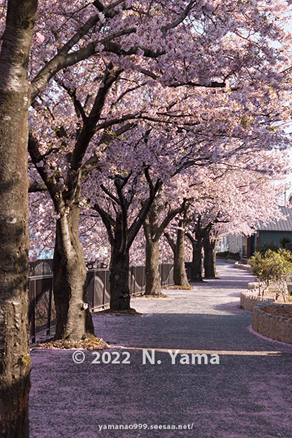 2022年4月12日、御経塚桜景色