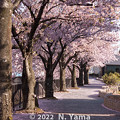 写真: 2022年4月12日、御経塚桜景色