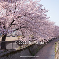 写真: 2022年4月12日、御経塚桜景色