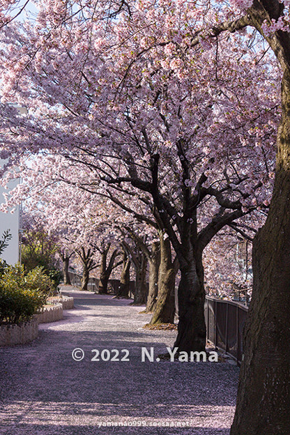 2022年4月12日、御経塚桜景色