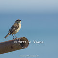 写真: yamanao999_birds_437