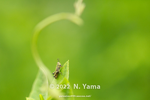 写真: yamanao999_insect2022_024