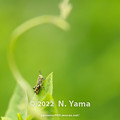 写真: yamanao999_insect2022_024