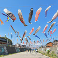 写真: 2022年5月4日、大谷川鯉のぼりフェスティバル 2022