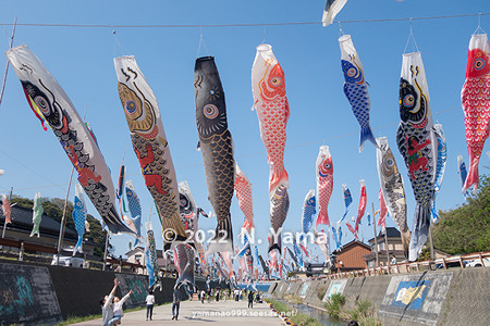 2022年5月4日、大谷川鯉のぼりフェスティバル 2022