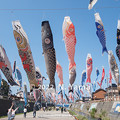 2022年5月4日、大谷川鯉のぼりフェスティバル 2022