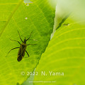 写真: yamanao999_insect2022_049
