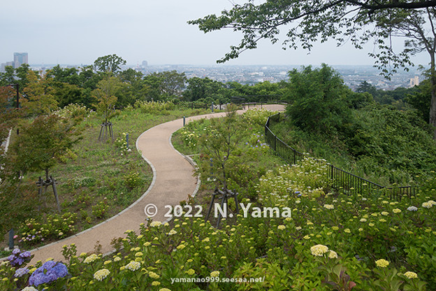 写真: 2022年6月11日、卯辰山公園 眺望の丘