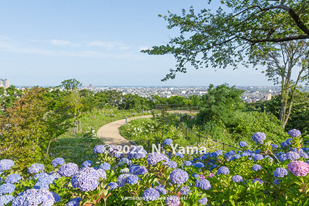 2022年6月25日、卯辰山公園 眺望の丘