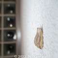 写真: yamanao999_insect2022_082
