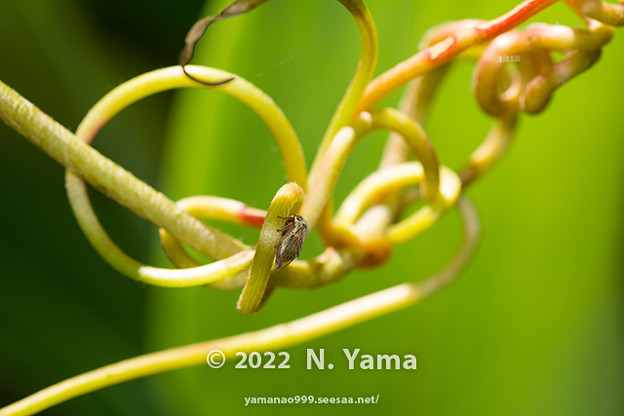 写真: yamanao999_insect2022_079