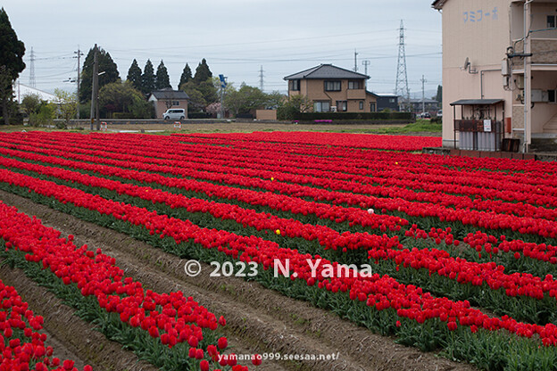 写真: 189_Tonami Toyama
