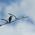 写真: yamanao999_birds_444