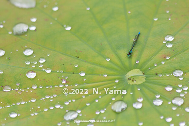 写真: yamanao999_insect2022_105