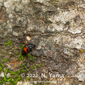 yamanao999_insect2023_004