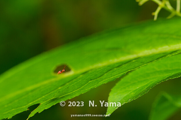 写真: yamanao999_insect2023_012
