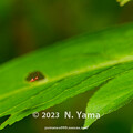 写真: yamanao999_insect2023_012