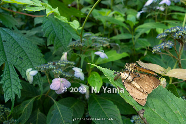 写真: yamanao999_insect2023_014