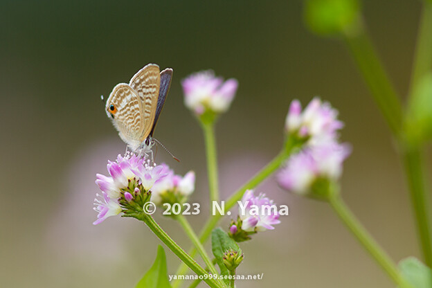 写真: yamanao999_insect2023_029