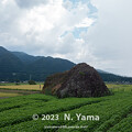 写真: 阪谷の巨岩群