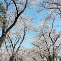 Photos: 2022/04/10桜５