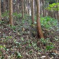 Photos: 2022/10/15森林整備