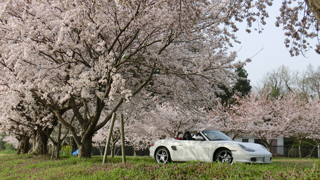 写真: 迫力の桜風景