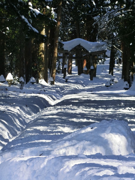 写真: 冬の参道