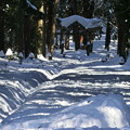 冬の参道