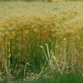 写真: 麦畑