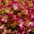 写真: 庭の紫陽花　赤