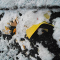 写真: 枯葉に雪