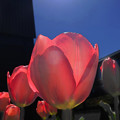 写真: チューリップが咲いた