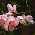 写真: 鉢花が根付いた花桃