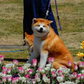 写真: 秋田犬とチューリップ