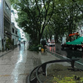 写真: 雨の並木道