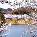 写真: 春爛漫 金光町丸山公園の桜開花 09