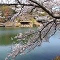 春爛漫 金光町丸山公園の桜開花 08