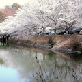 春爛漫 金光町丸山公園の桜開花 07