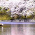 写真: 春爛漫 金光町丸山公園の桜開花 06