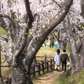 写真: 春爛漫 金光町丸山公園の桜開花 05
