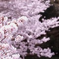 写真: 春爛漫 金光町丸山公園の桜開花 04
